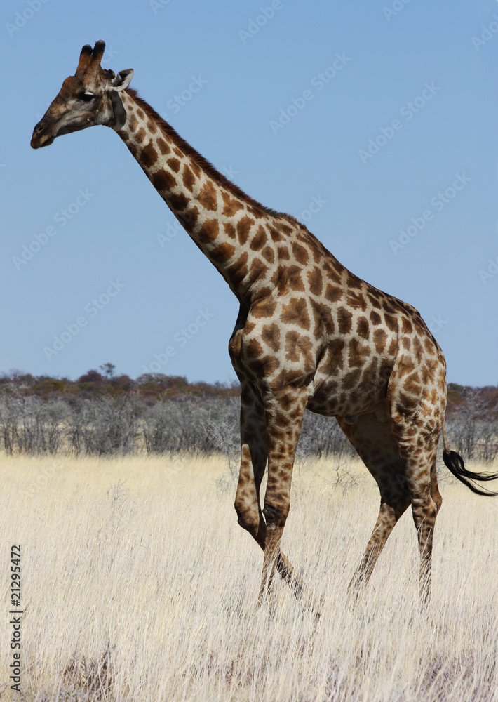 Obraz premium Giraffe