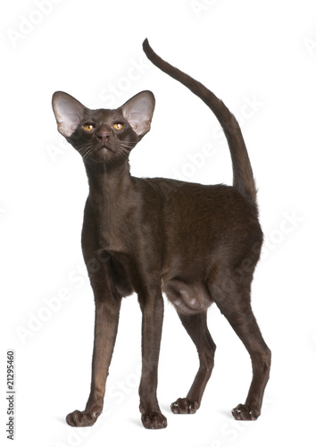 Front view of Oriental shorthair cat, standing and looking up