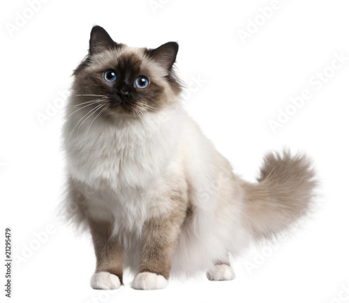 Front view of Birman cat, standing in front of white background