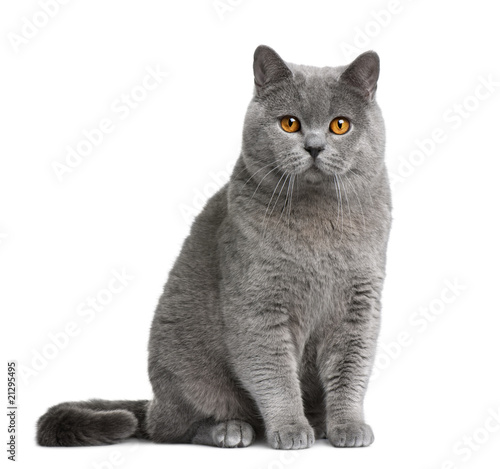 Fototapeta Naklejka Na Ścianę i Meble -  Front view of British shorthair cat, sitting