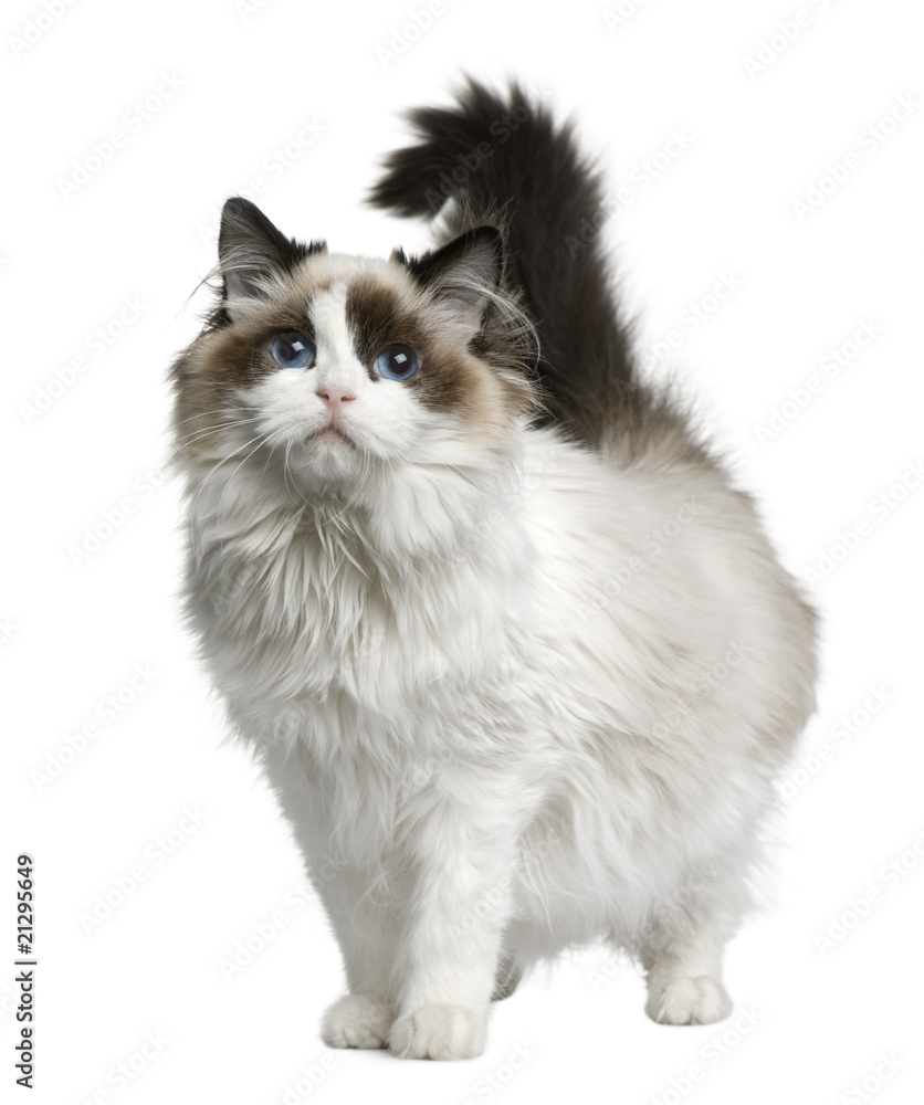 Front view of Ragdoll cat, standing in front of white background