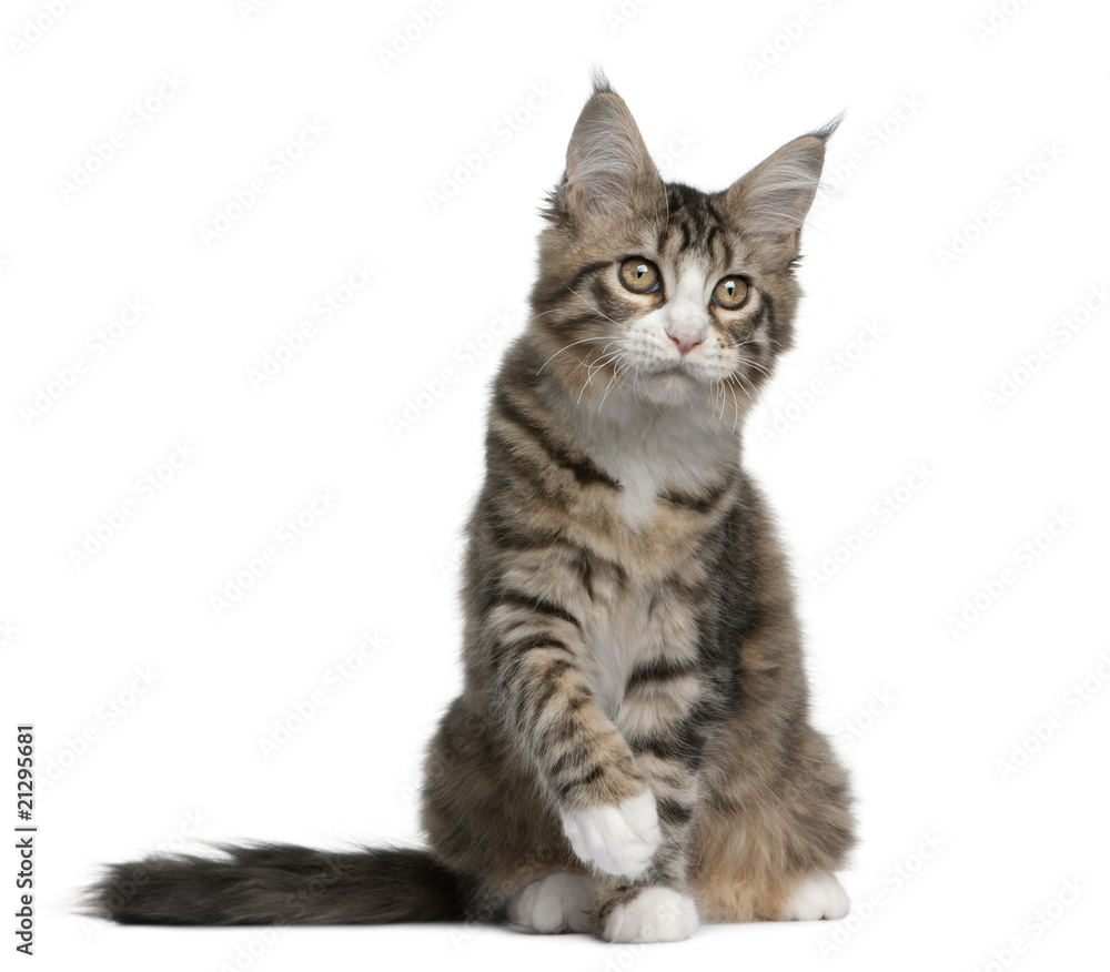 Fototapeta premium Maine coon kitten, sitting in front of white background
