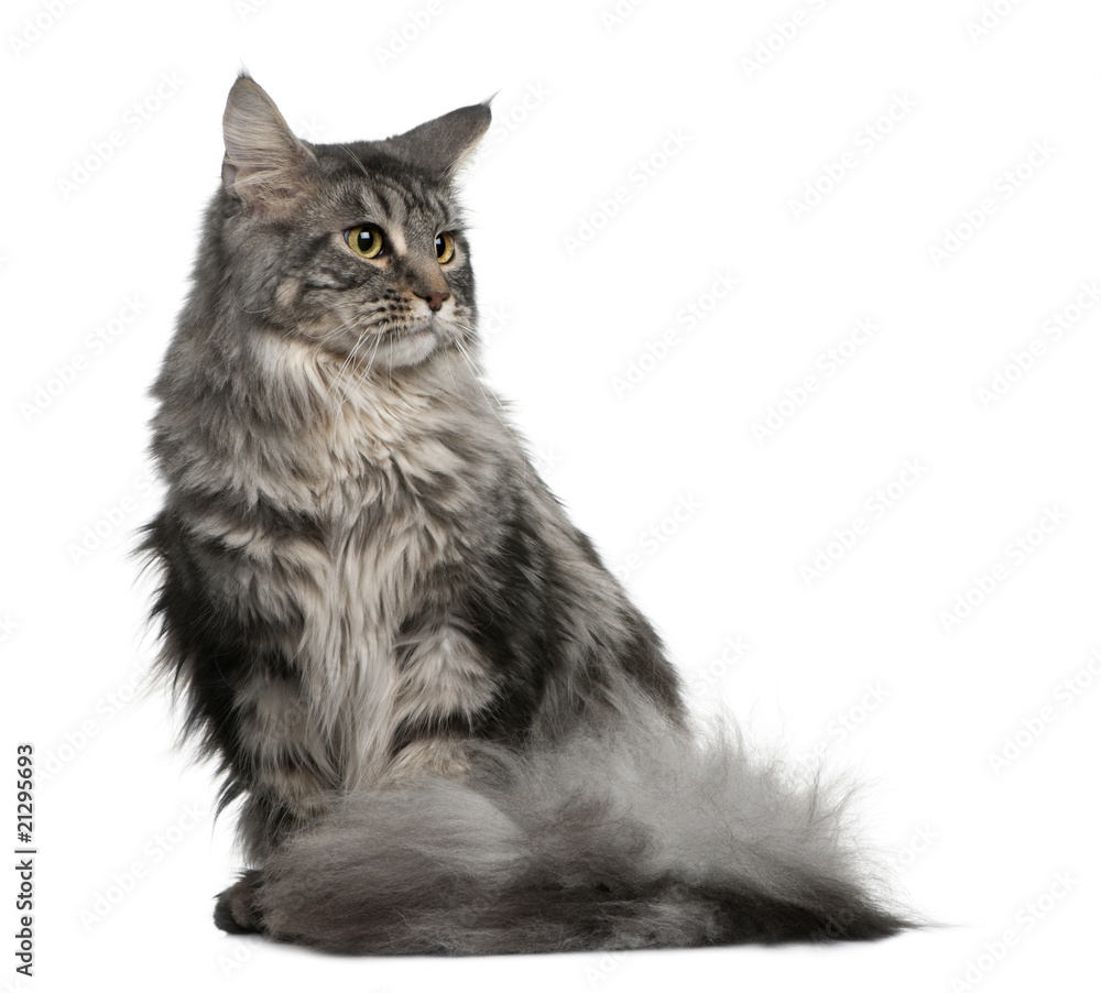 Front view of Maine coon, sitting and looking away