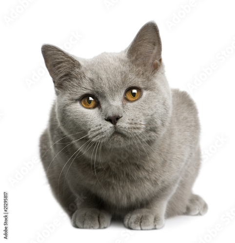 Fototapeta Naklejka Na Ścianę i Meble -  British shorthair cat, lying down in front of white background