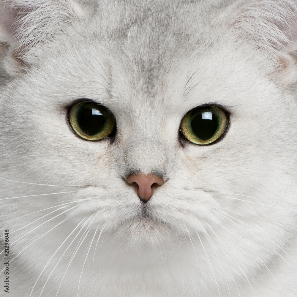 Close-up of British shorthair cat, 9 months old