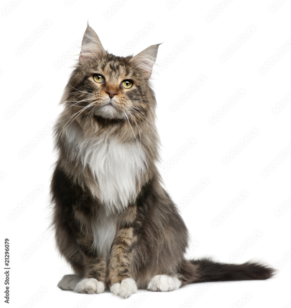 Front view of Maine coon, sitting in front of white background Front view of Maine coon, sitting in front of white background