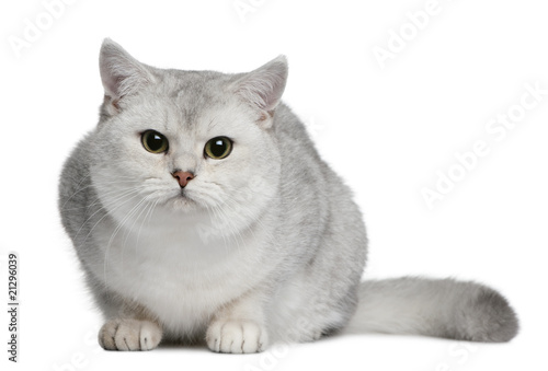 British shorthair cat, sitting in front of white background