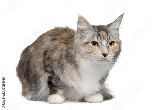 Side view of Maine coon, sitting in front of white background