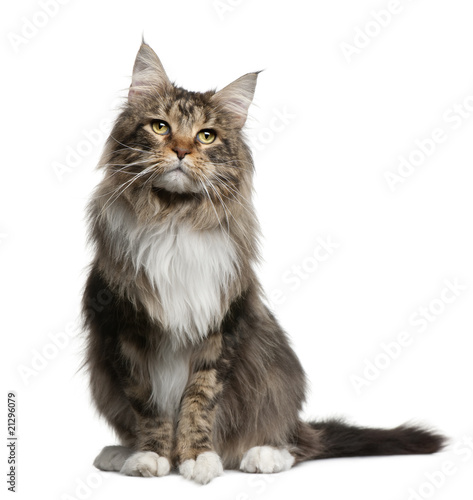 Fototapeta Naklejka Na Ścianę i Meble -  Front view of Maine coon, sitting in front of white background