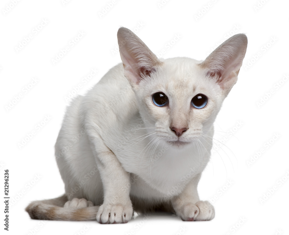 Front view of Siamese kitten, sitting and looking at the camera