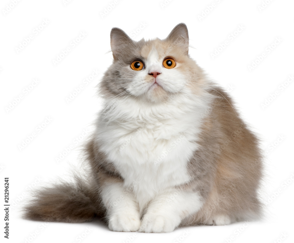 Front view of British longhair cat, 11 months old, sitting