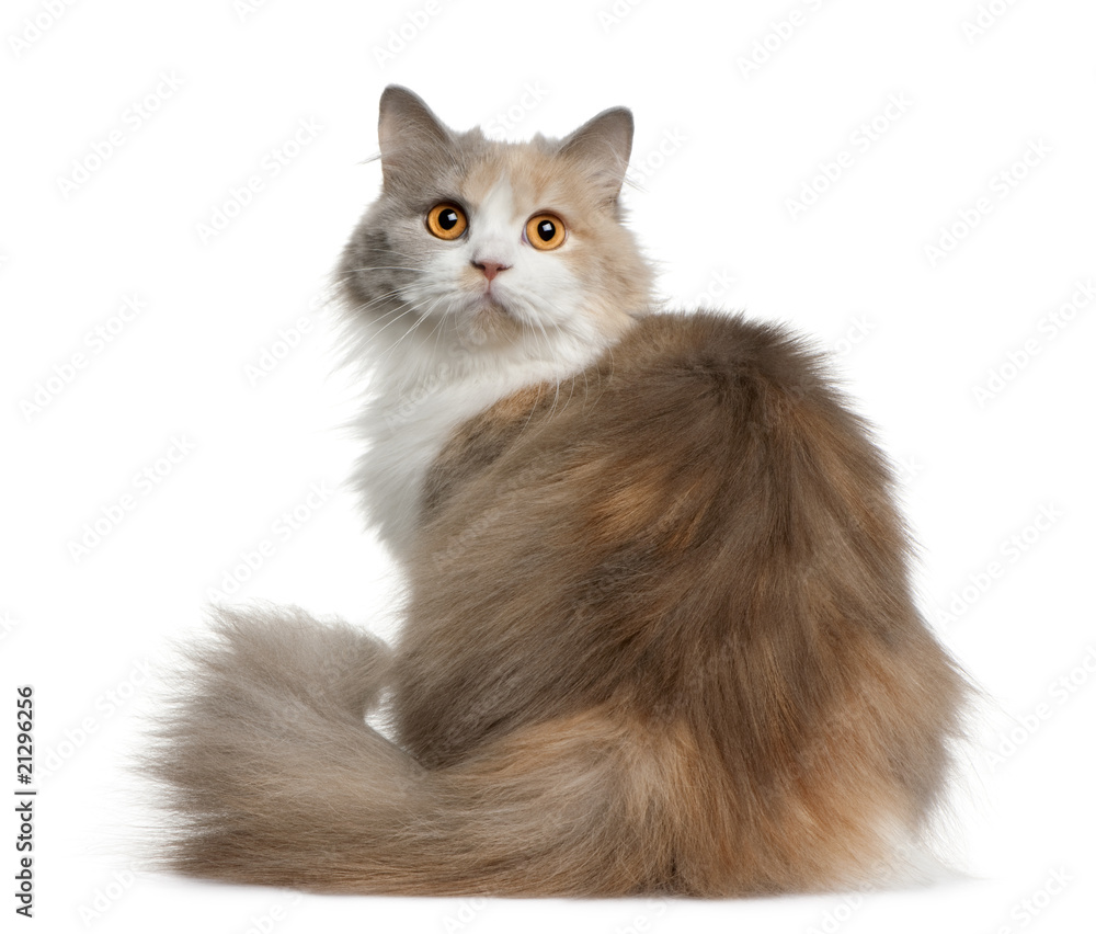 Rear view of British longhair cat, sitting and looking back