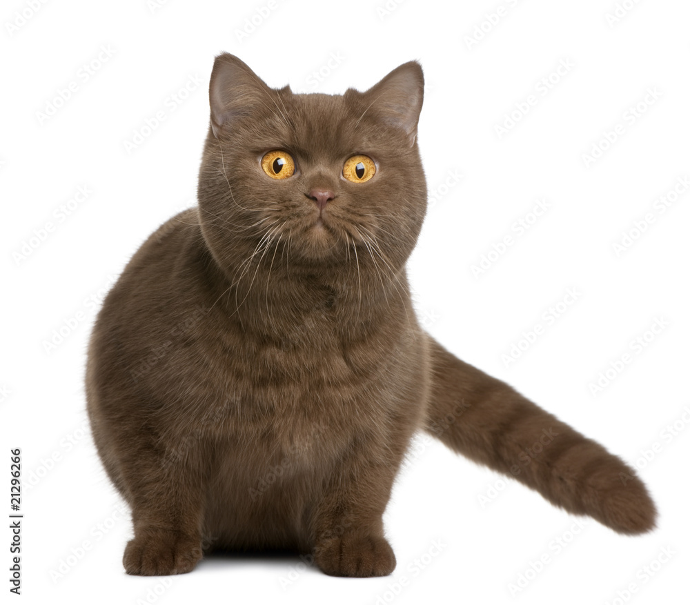 Obraz premium Front view of British shorthair cat, sitting and looking up