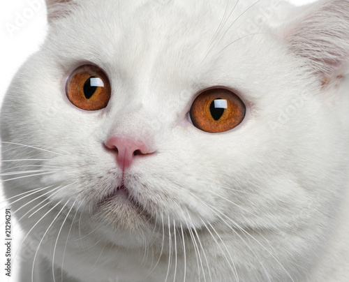 Close-up of British shorthair cat, looking up