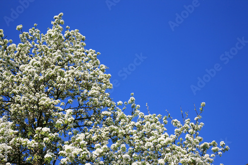 Pear tree blossom in spring