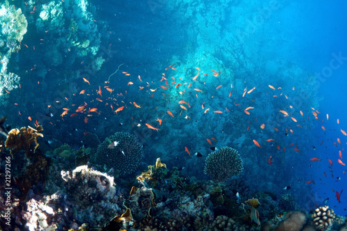 underwater landscape