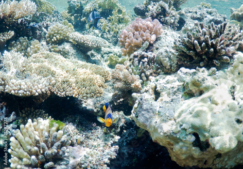 underwater landscape