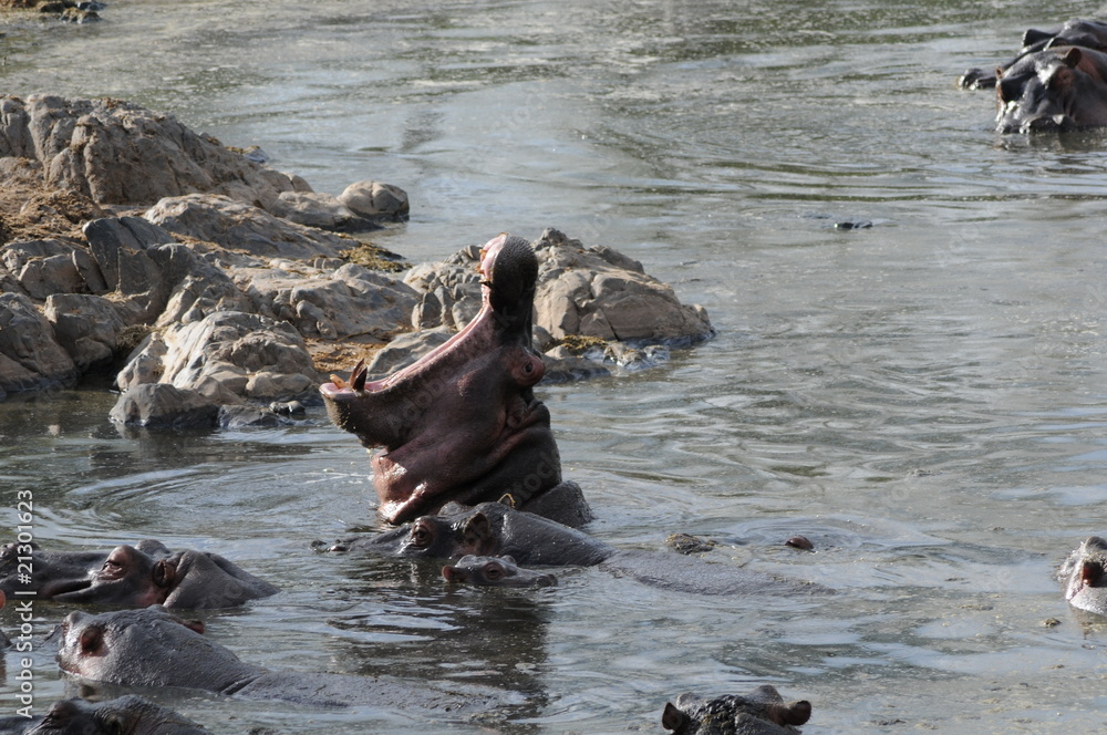 Fototapeta premium Flußpferde