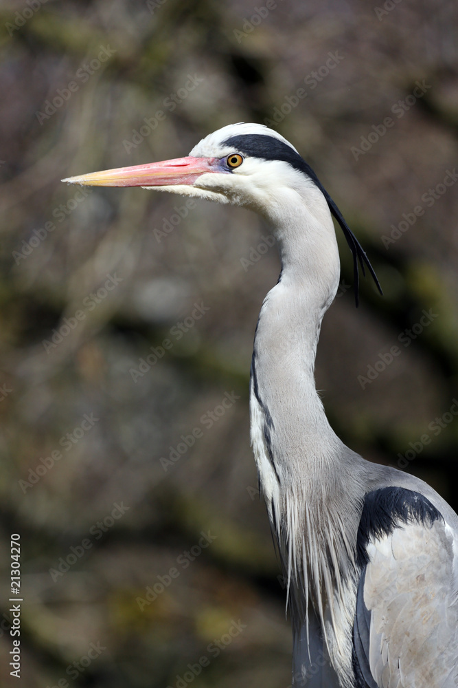 héron cendré, ardea cinerea héron cendré, ardea cinerea