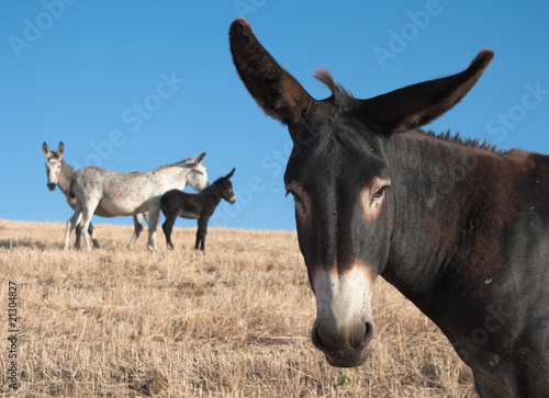 Donkey Portrait Fototapet