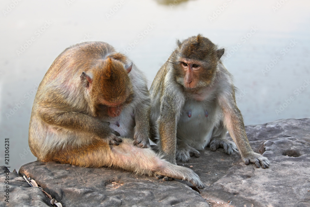 Fototapeta premium Monkey Grooming