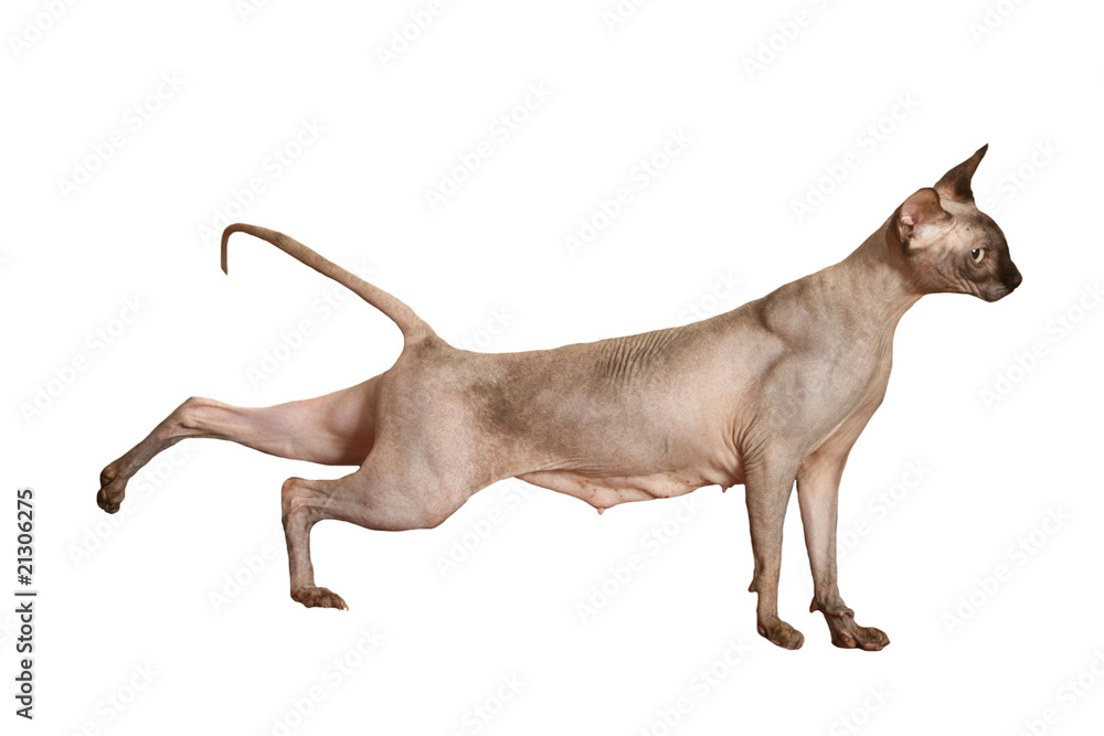 Chat Nu De Race Sphynx En Train De S Etirer Stock Photo Adobe Stock