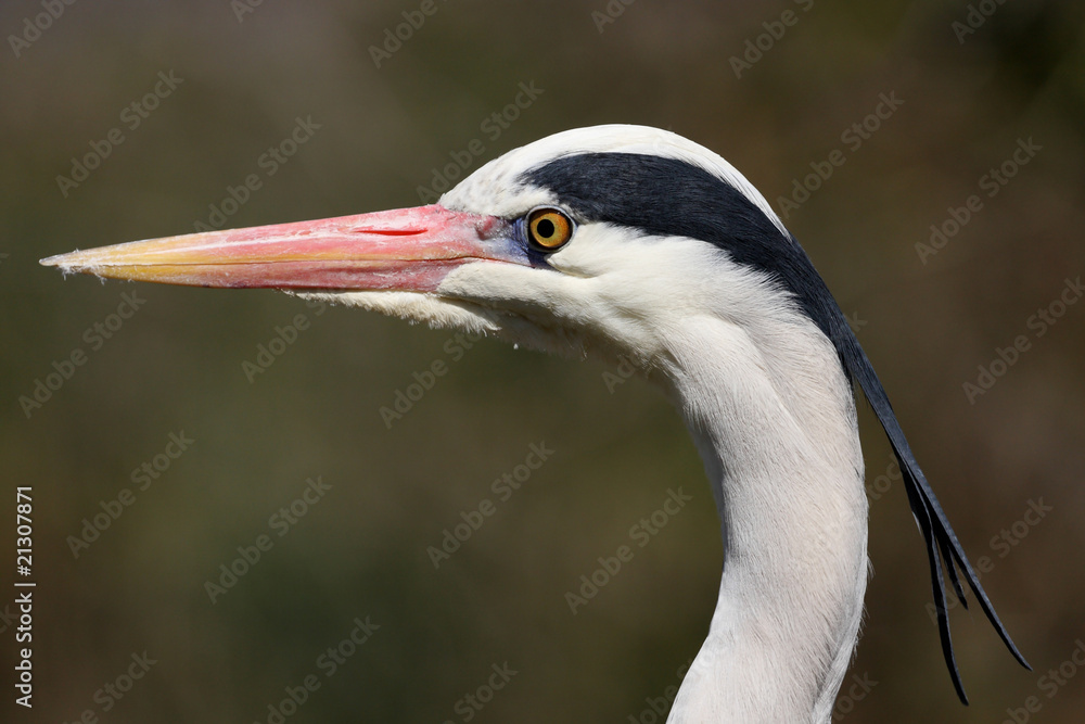 Fototapeta premium héron cendré, ardea cinerea