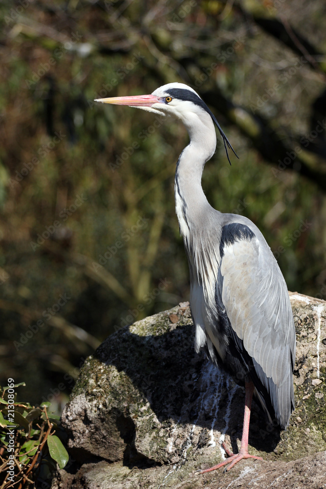 Fototapeta premium héron cendré, ardea cinerea