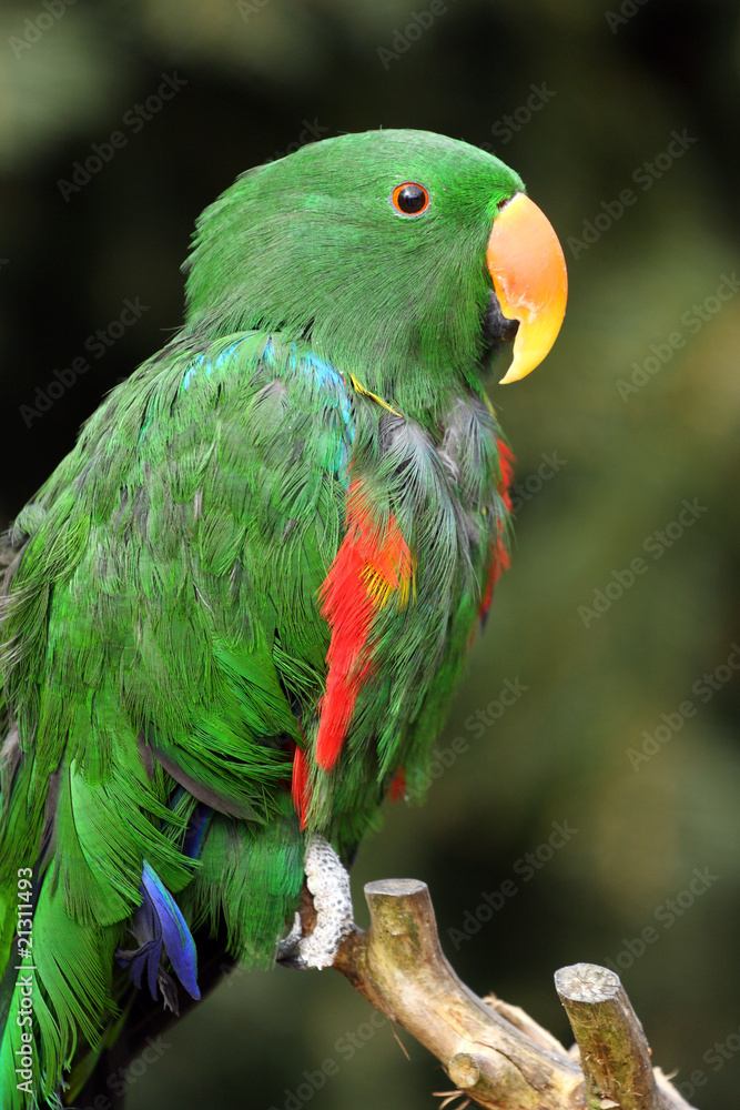 grand éclectus,éclectus roratus polychloros grand éclectus,éclectus roratus polychloros
