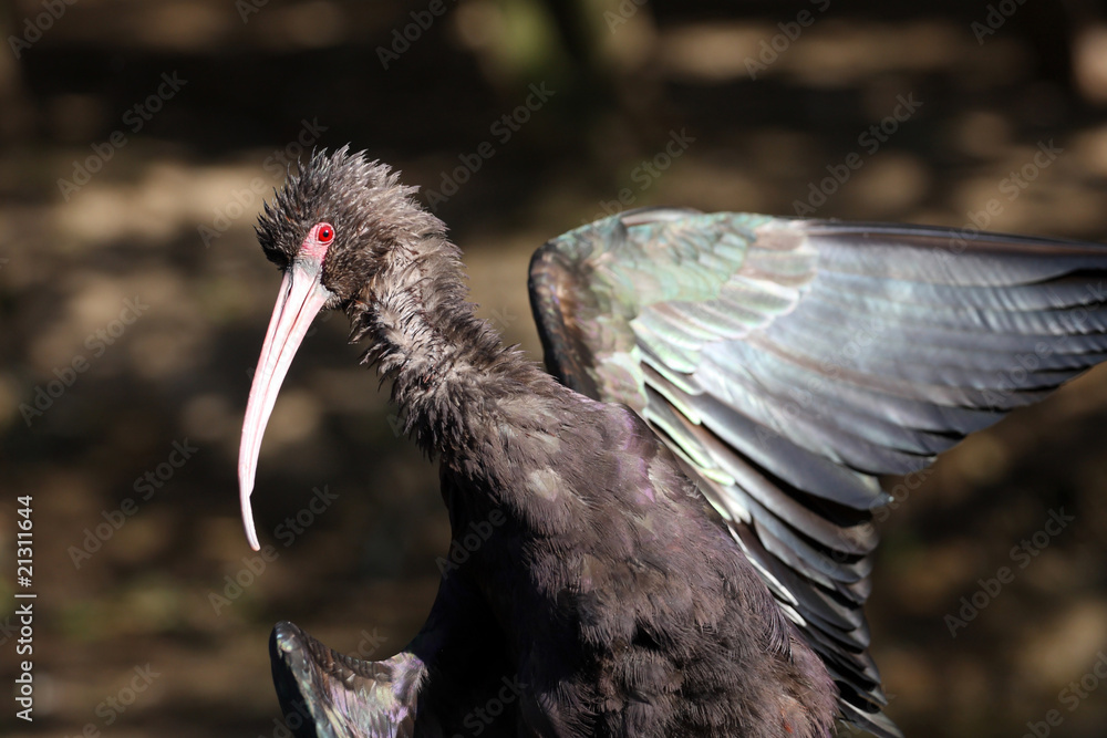 Naklejka premium Ibis falcinelle,plegadis falcinellus