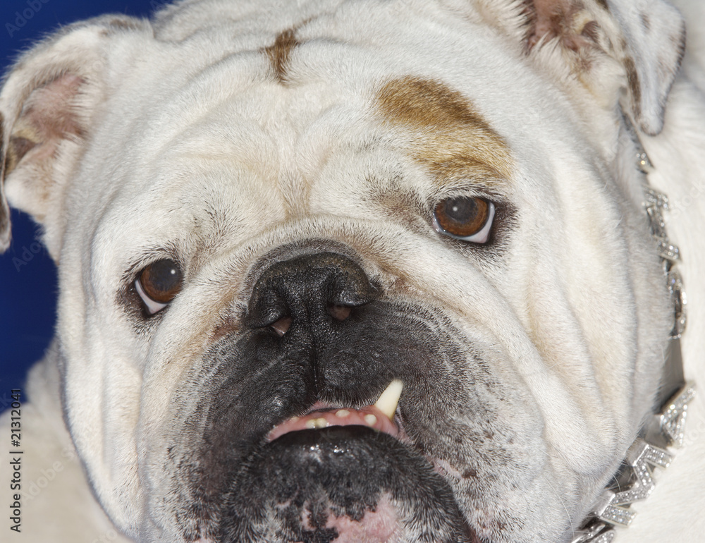 bulldog close-up