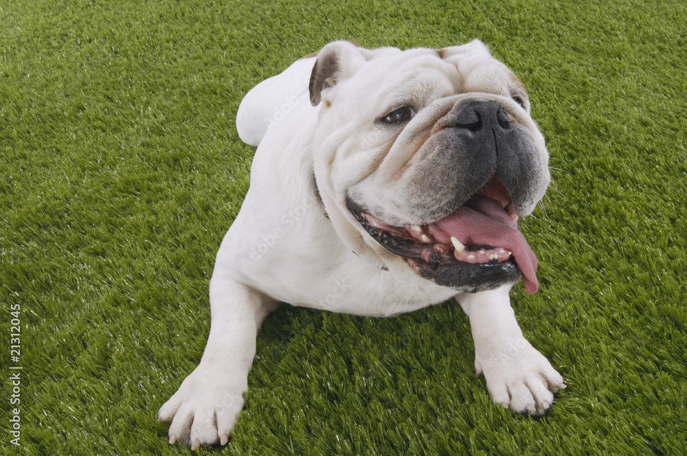 bulldog lying in grass with head up