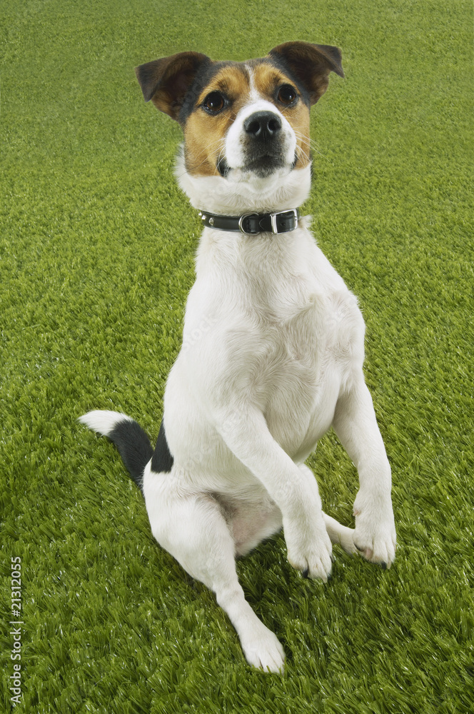 Fototapeta premium jack russell terrier sitting up front view