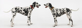 two dalmatians standing face to face