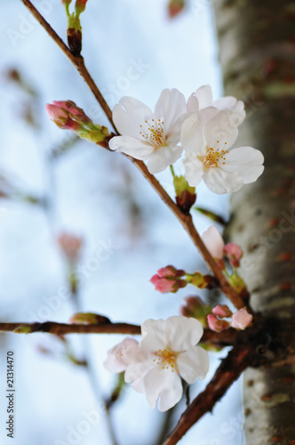 桜