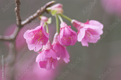 カンヒザクラの花