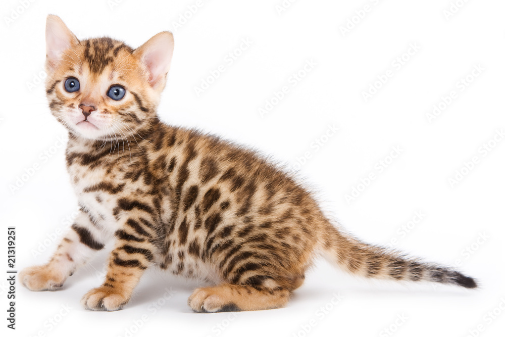 Bengal kitten on white background