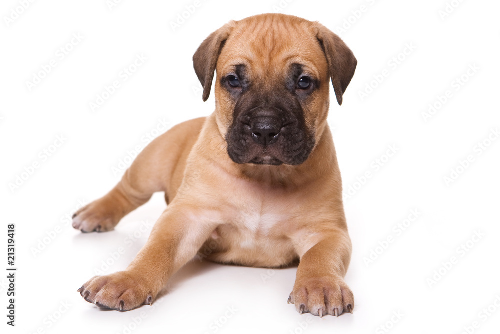 Dogo Canario puppy on white backround