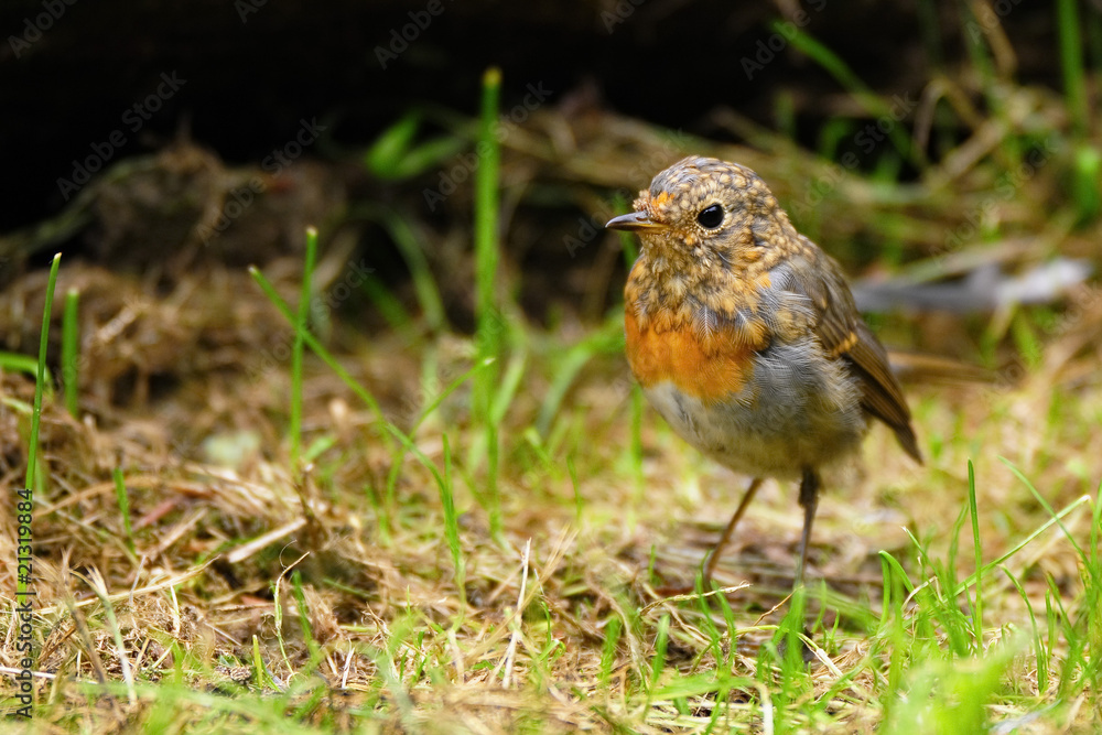 Rotkehlchen Jungvogel Rotkehlchen Jungvogel