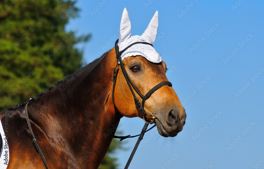 Obraz premium Portrait of bay horse