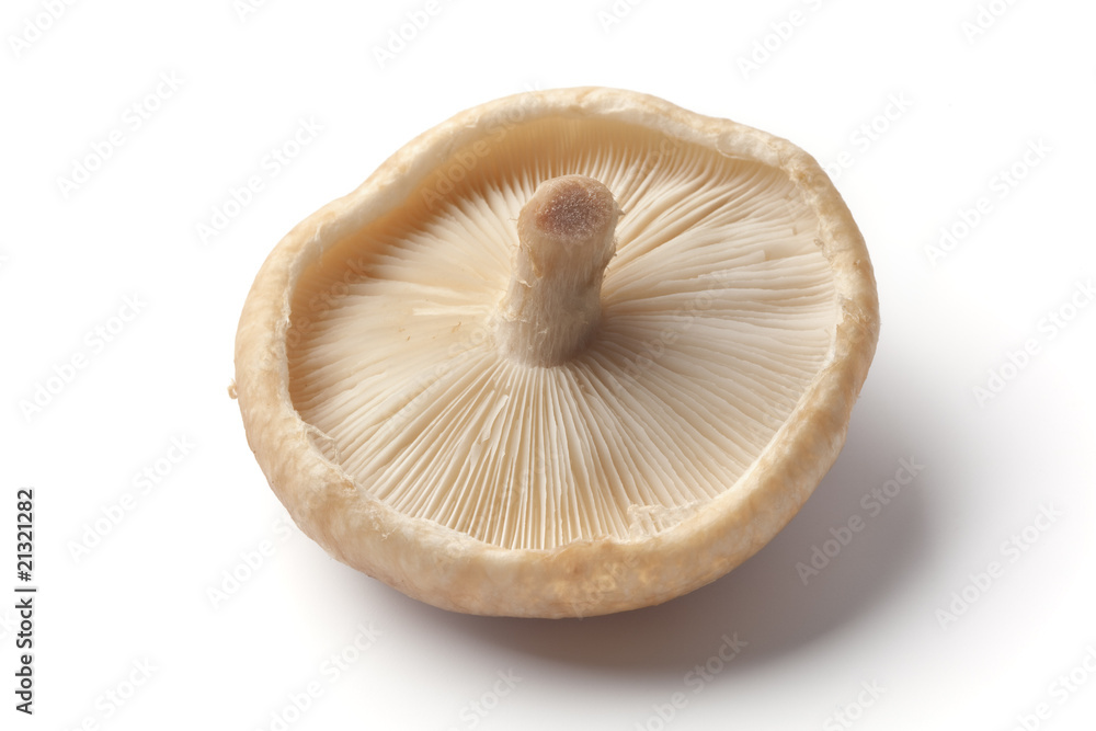 Fresh shiitake upside down on white background Fresh shiitake upside down on white background