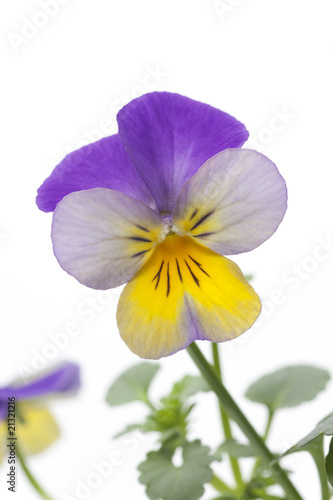 Tricolor viola on white background