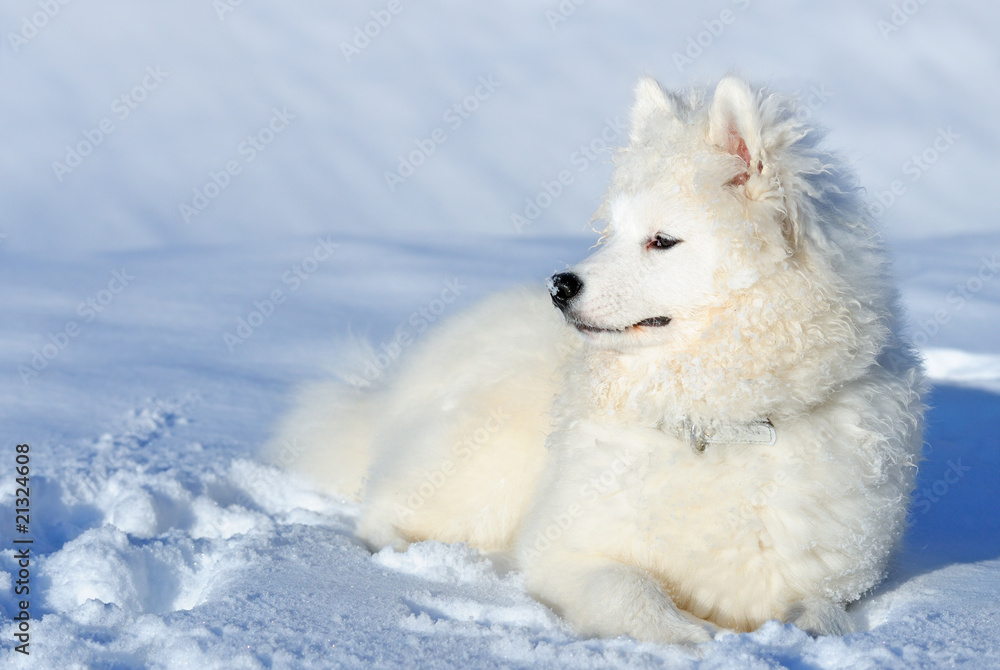 Samoyed puppy Samoyed puppy