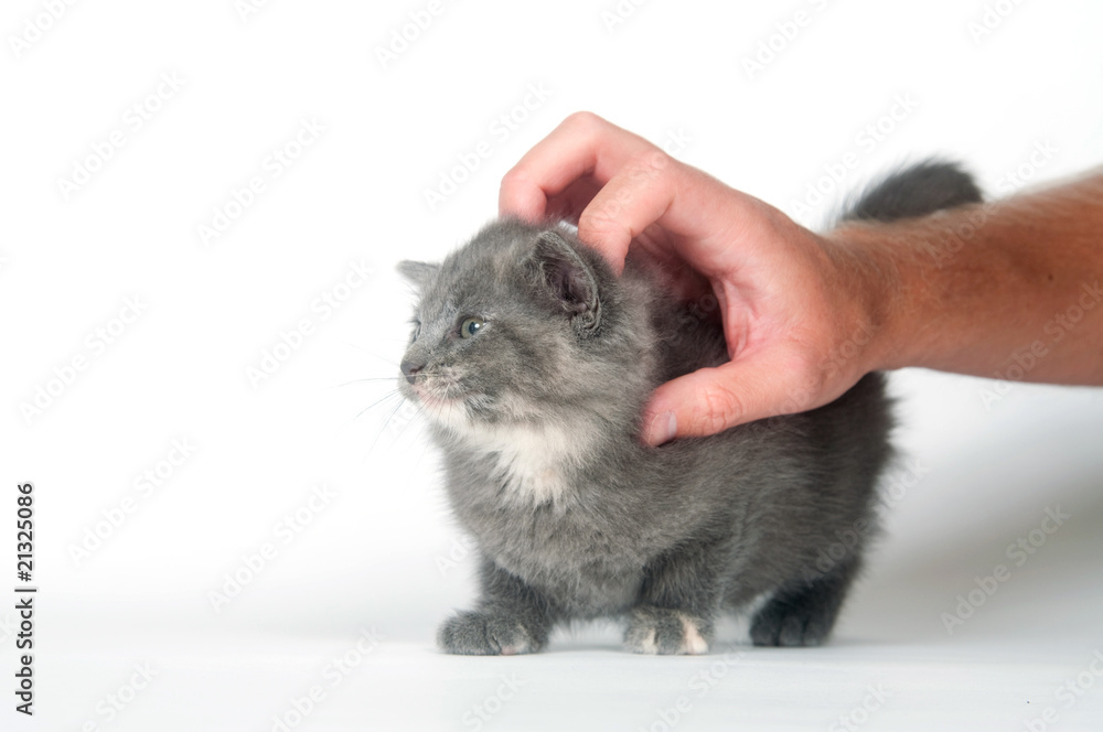 kitten getting scratched and petted kitten getting scratched and petted
