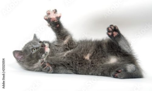 Gray kitten laying down and playing