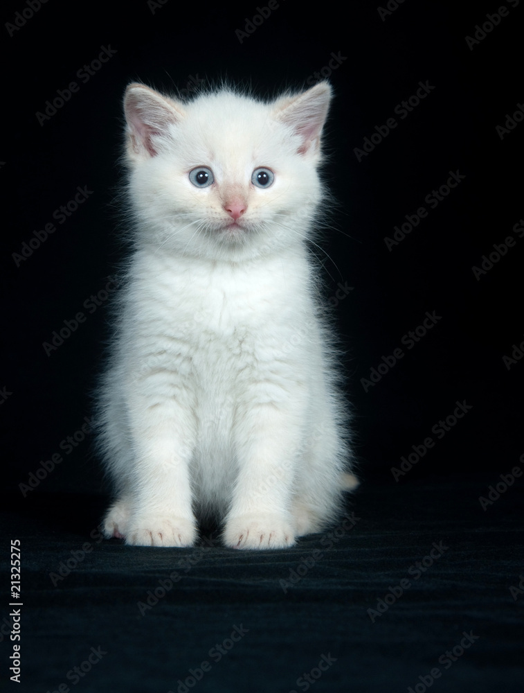 Cute white kitten on black background