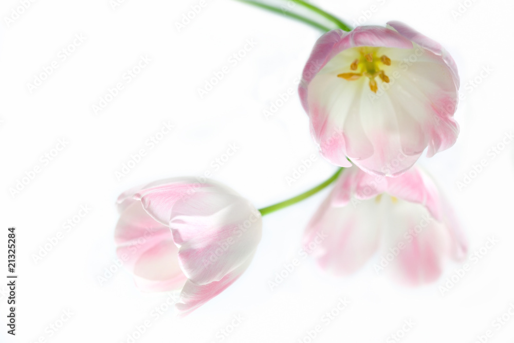 tulip tulip