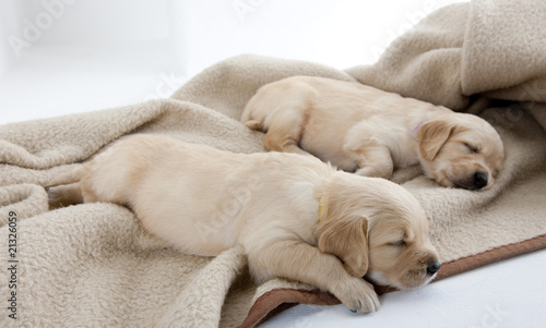 sleeping puppies of golden retriever © Richard Semik