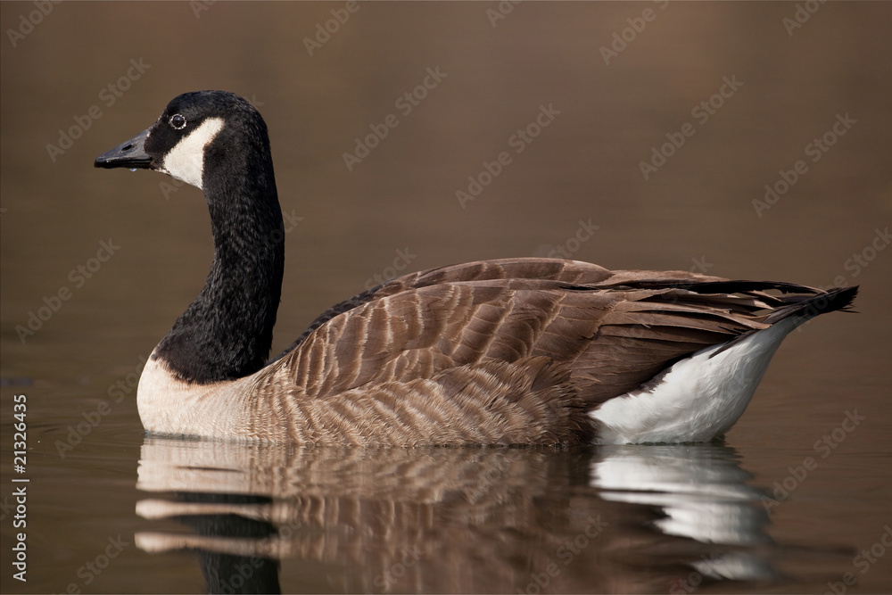 oie bernache canada oiseau plume étang eau Stock Photo | Adobe Stock