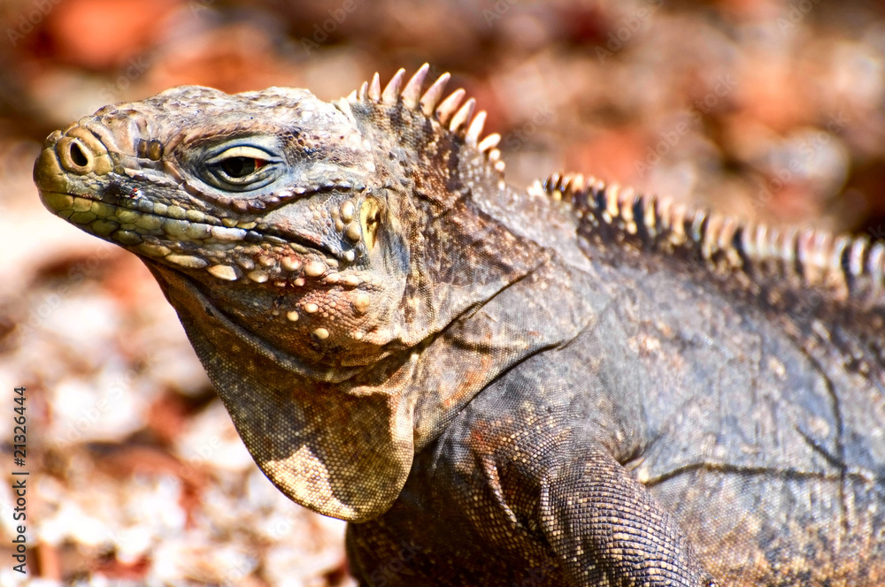 wild iguana wild iguana